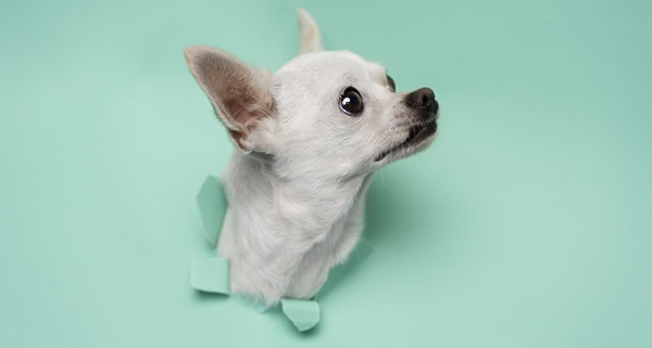 Chihuahua blanco